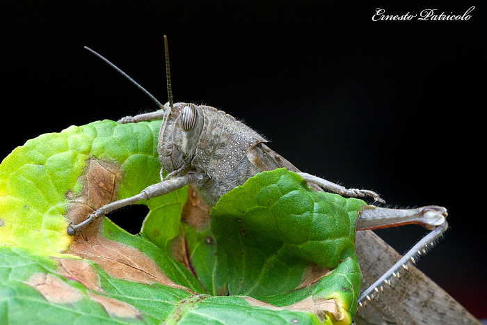 cavalletta gigante da identificare